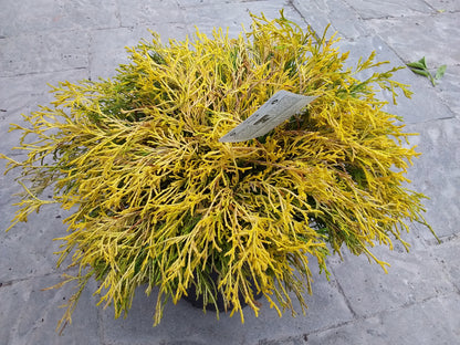 Gold Mop False Cypress