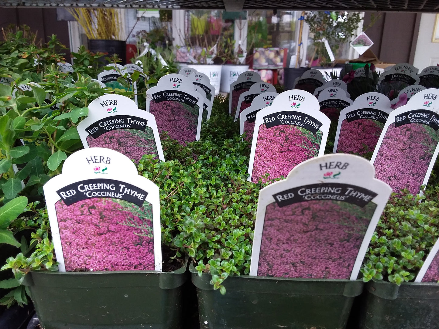 4" Thyme (Perennial)