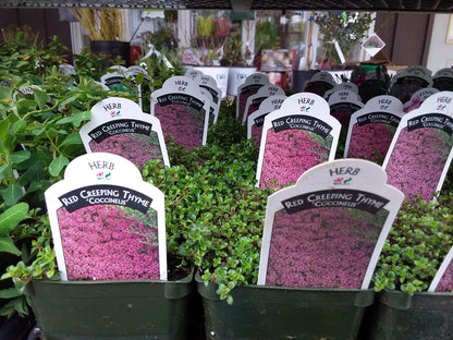 4" Thyme (Perennial)