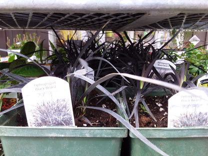 Ophiopogon ( Black Mondo Grass ) 1 Gal