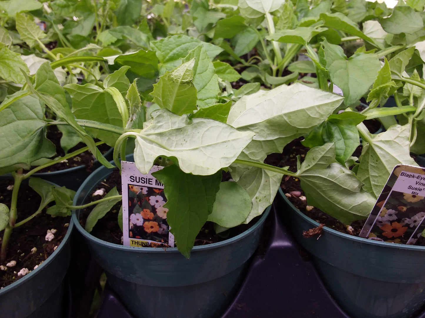 4.5" Thunbergenia 'black eyed susan'