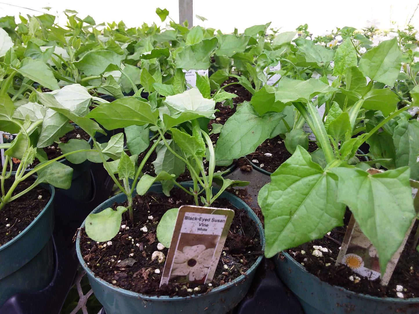 4.5" Thunbergenia 'black eyed susan'
