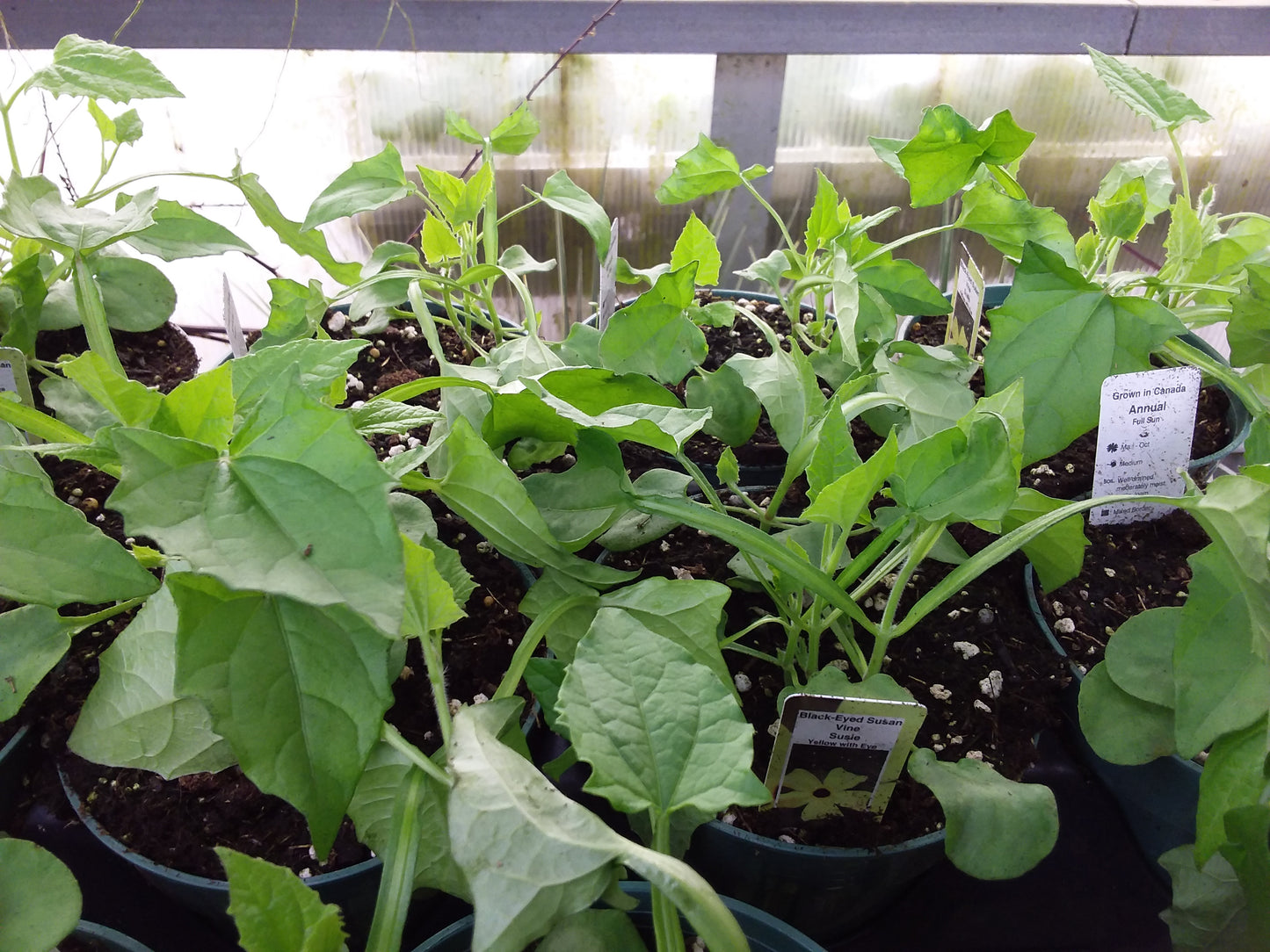 4.5" Thunbergenia 'black eyed susan'