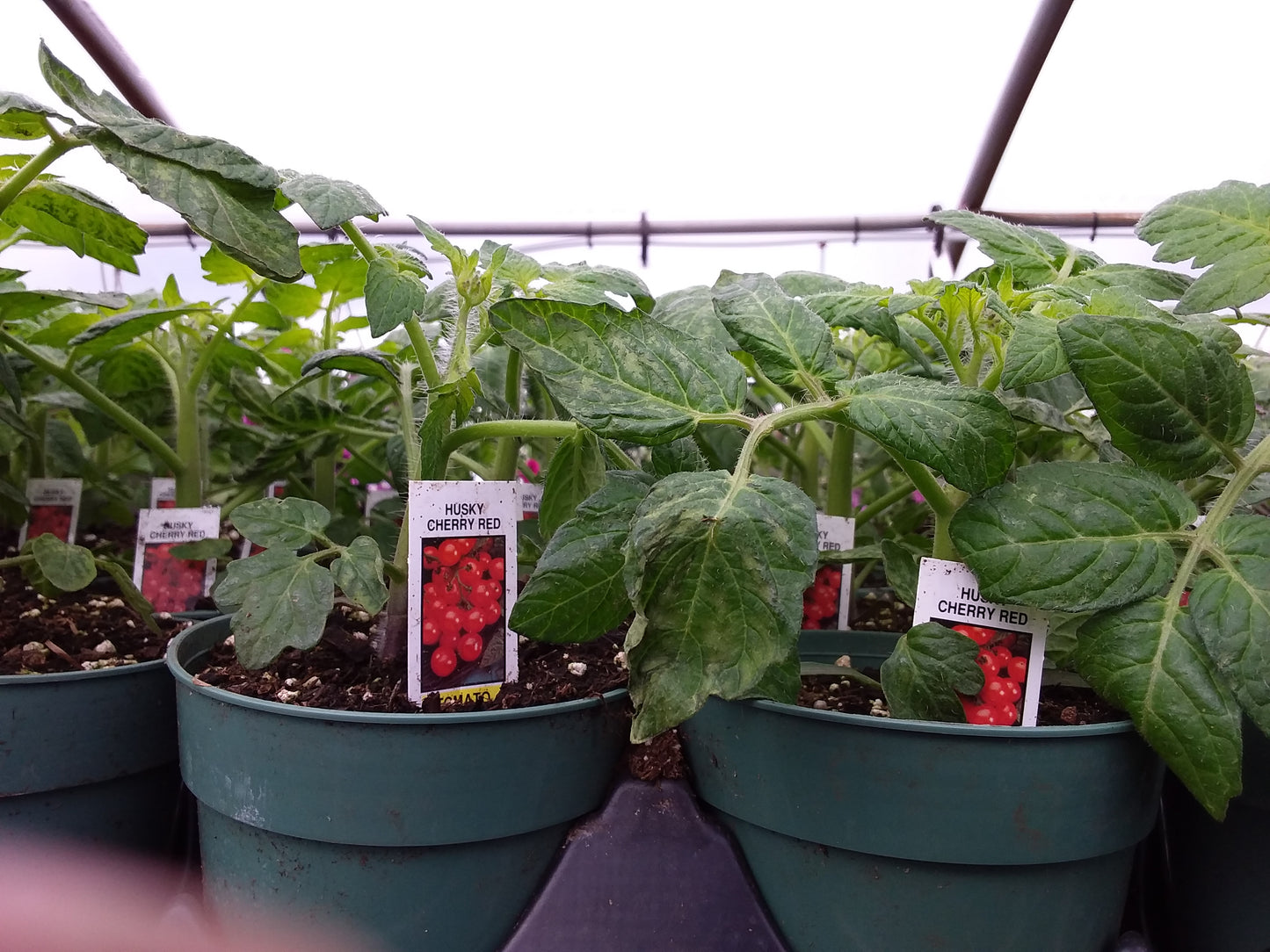 4.5" Husky Cherry Tomato