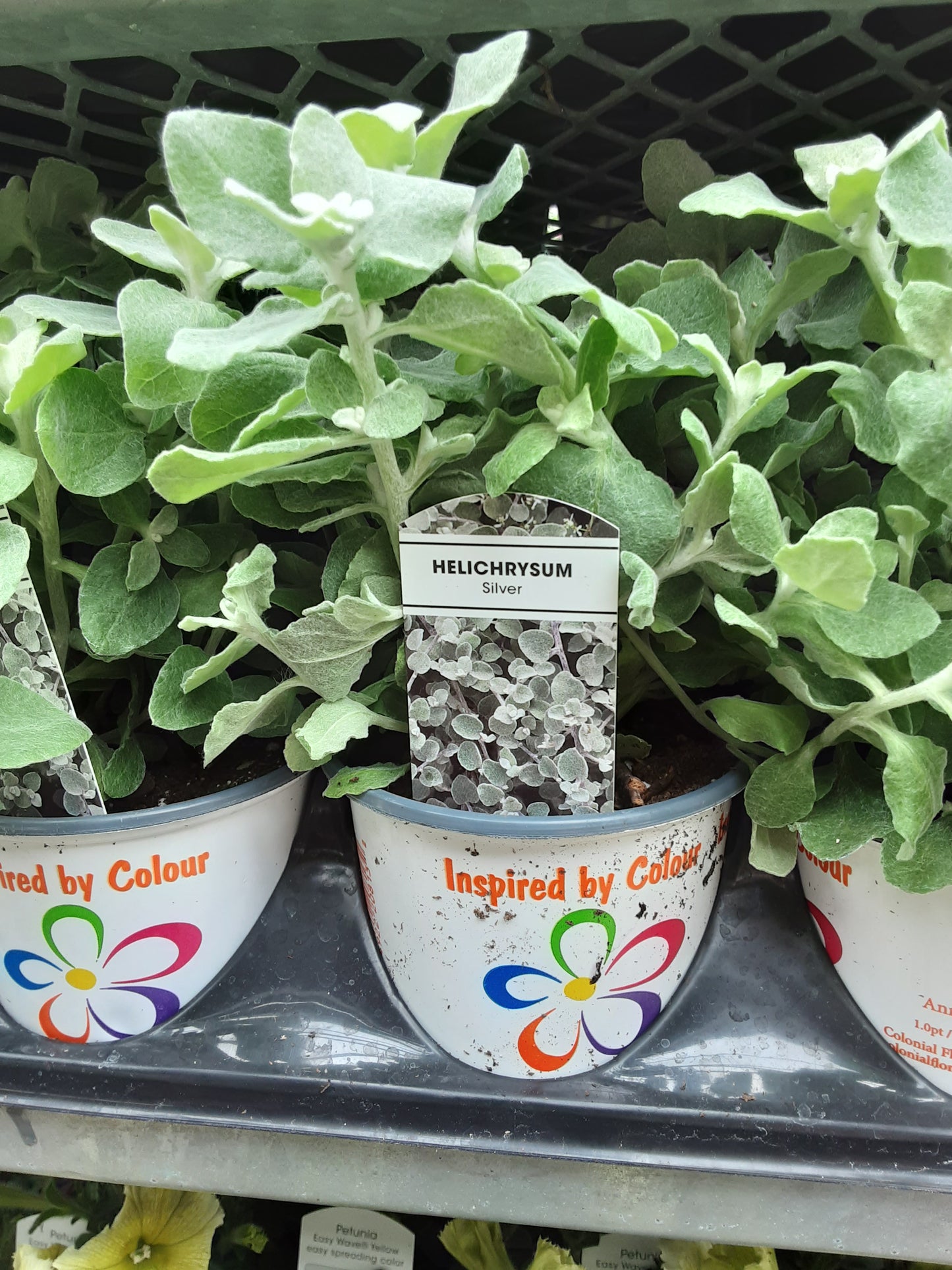 4" Helichrysum ( Licorice Vine )