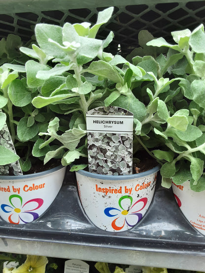 4" Helichrysum ( Licorice Vine )