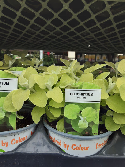 4" Helichrysum ( Licorice Vine )