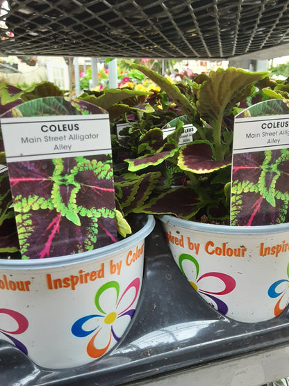 4" Coleus