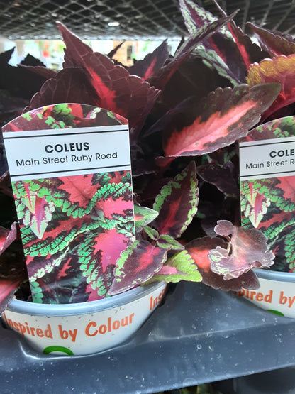 4" Coleus