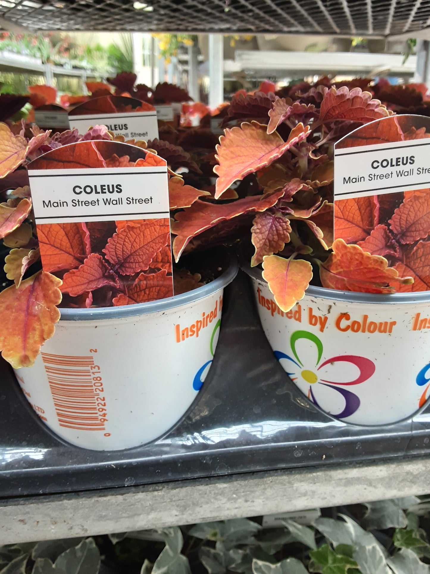 4" Coleus