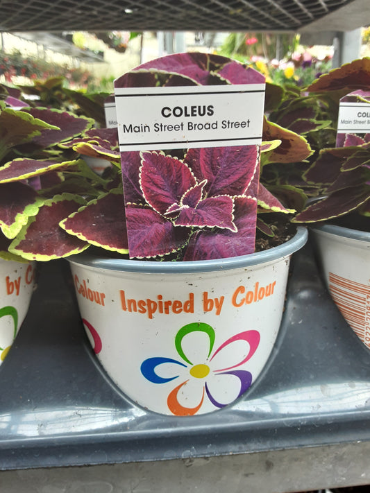 4" Coleus