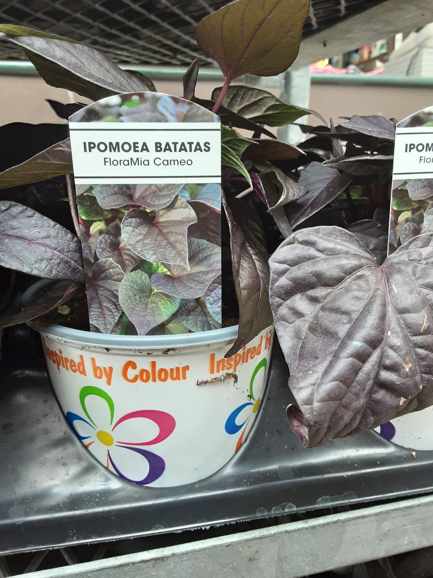 4" Potato Vine (Ipomoea Batas)