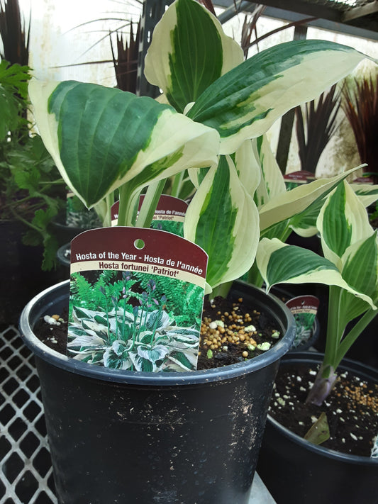 1 Gal Hosta 'Patriot'