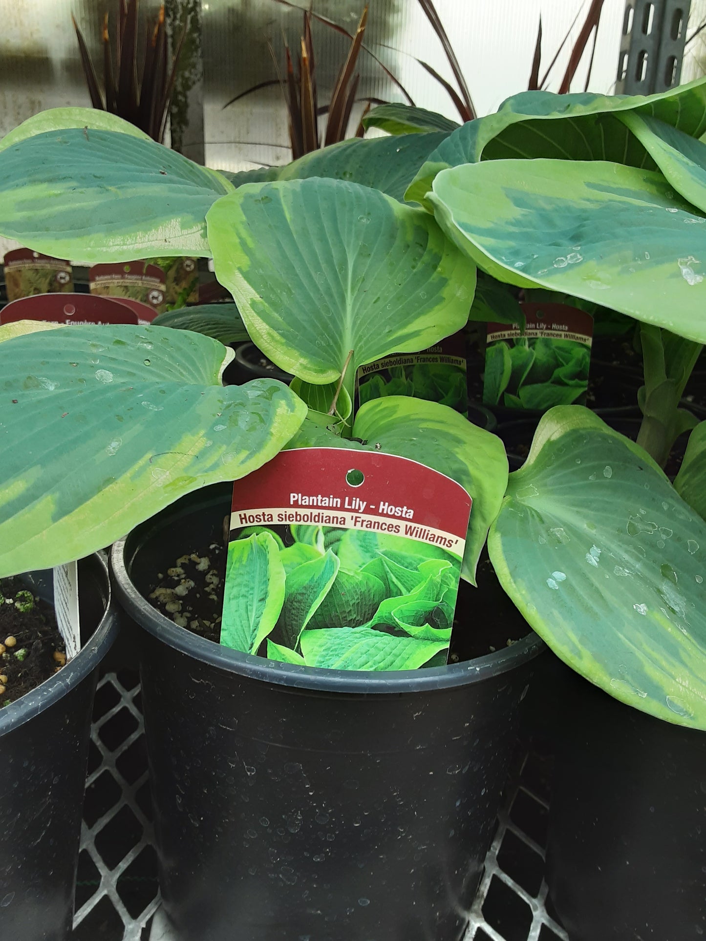 1 Gal Hosta Frances William