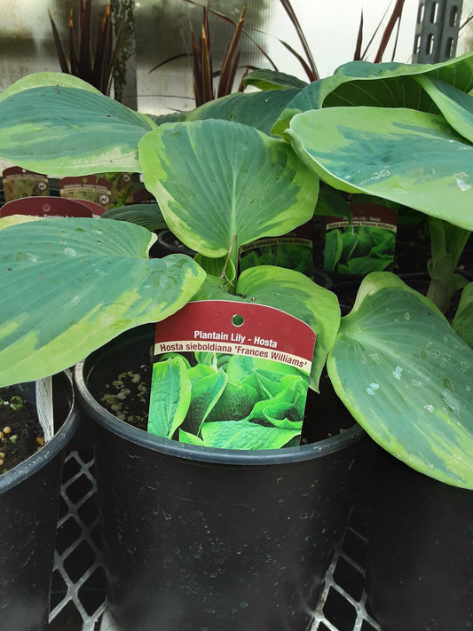 1 Gal Hosta Frances William