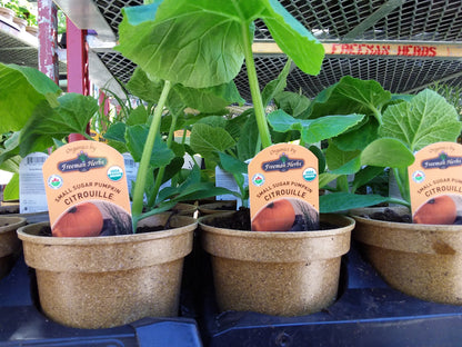 4" Organic Pumpkin