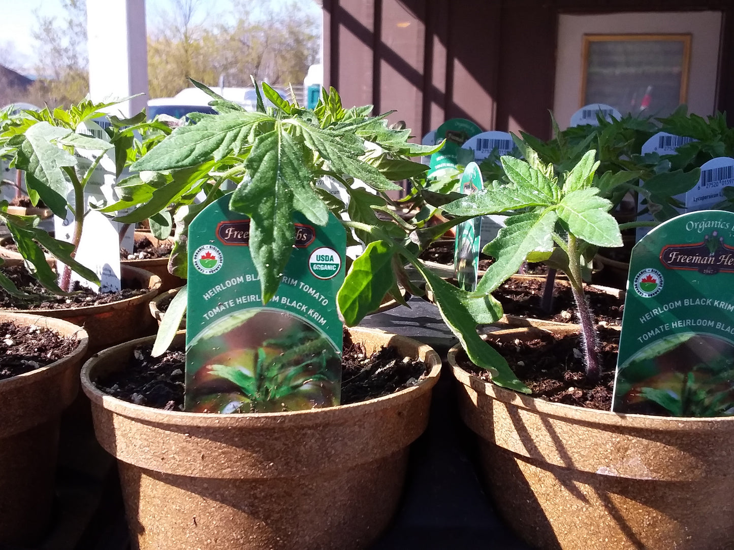 4" Organic Black Krim Tomato