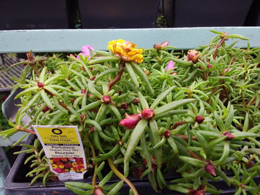 Multi Portulaca