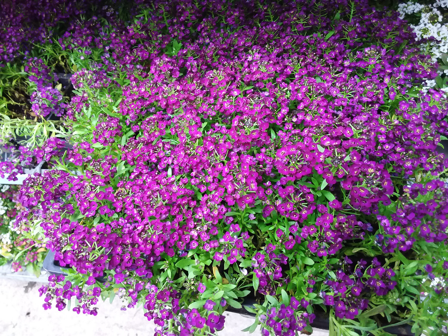 Alyssum Multi Pack