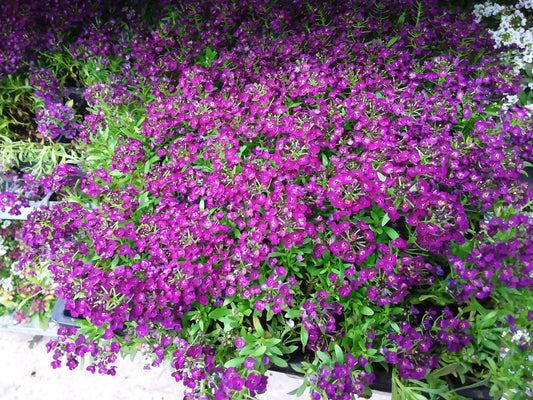Alyssum Multi Pack