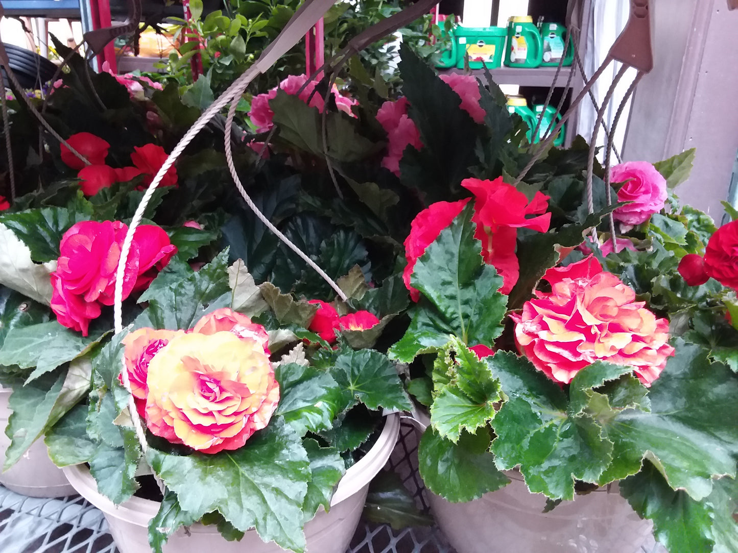 10" Non Stop Begonia Hanging Basket