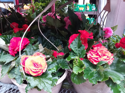 10" Non Stop Begonia Hanging Basket