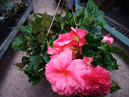 10" Non Stop Begonia Hanging Basket