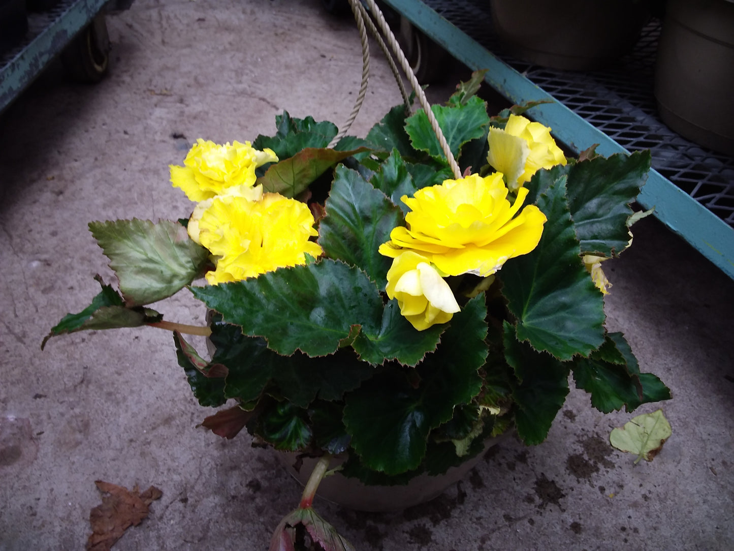 10" Non Stop Begonia Hanging Basket