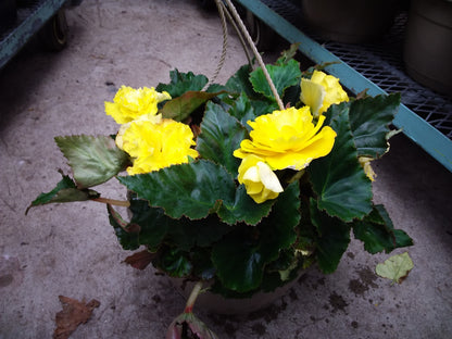 10" Non Stop Begonia Hanging Basket