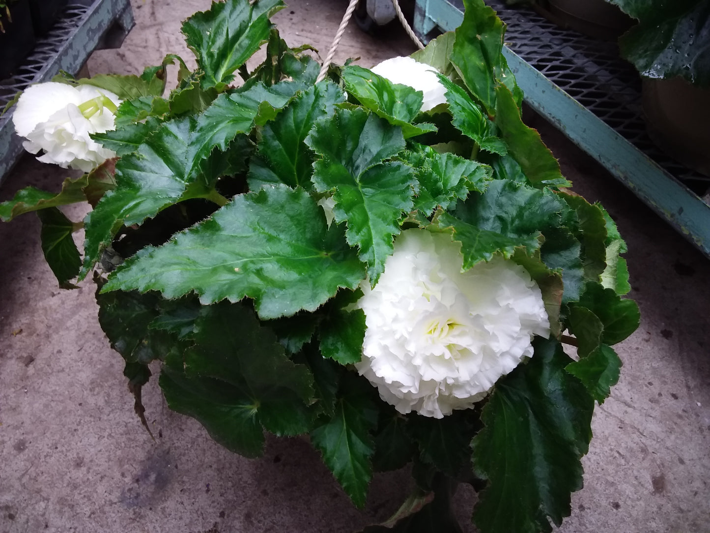 10" Non Stop Begonia Hanging Basket