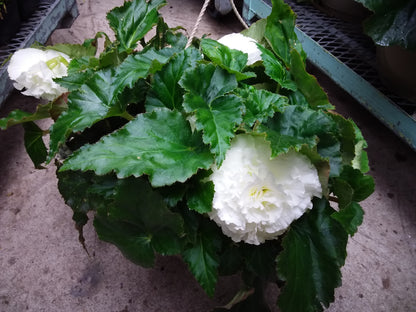 10" Non Stop Begonia Hanging Basket