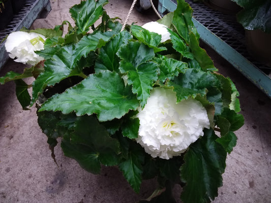 10" Non Stop Begonia Hanging Basket