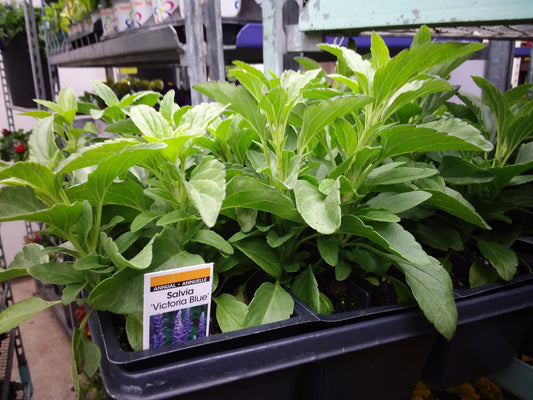 Salvia Multi Pack