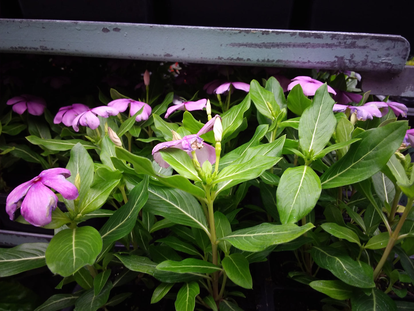 Vinca Multi Pack
