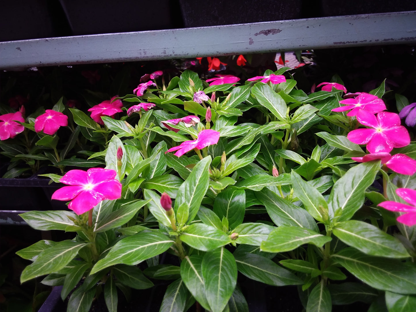Vinca Multi Pack