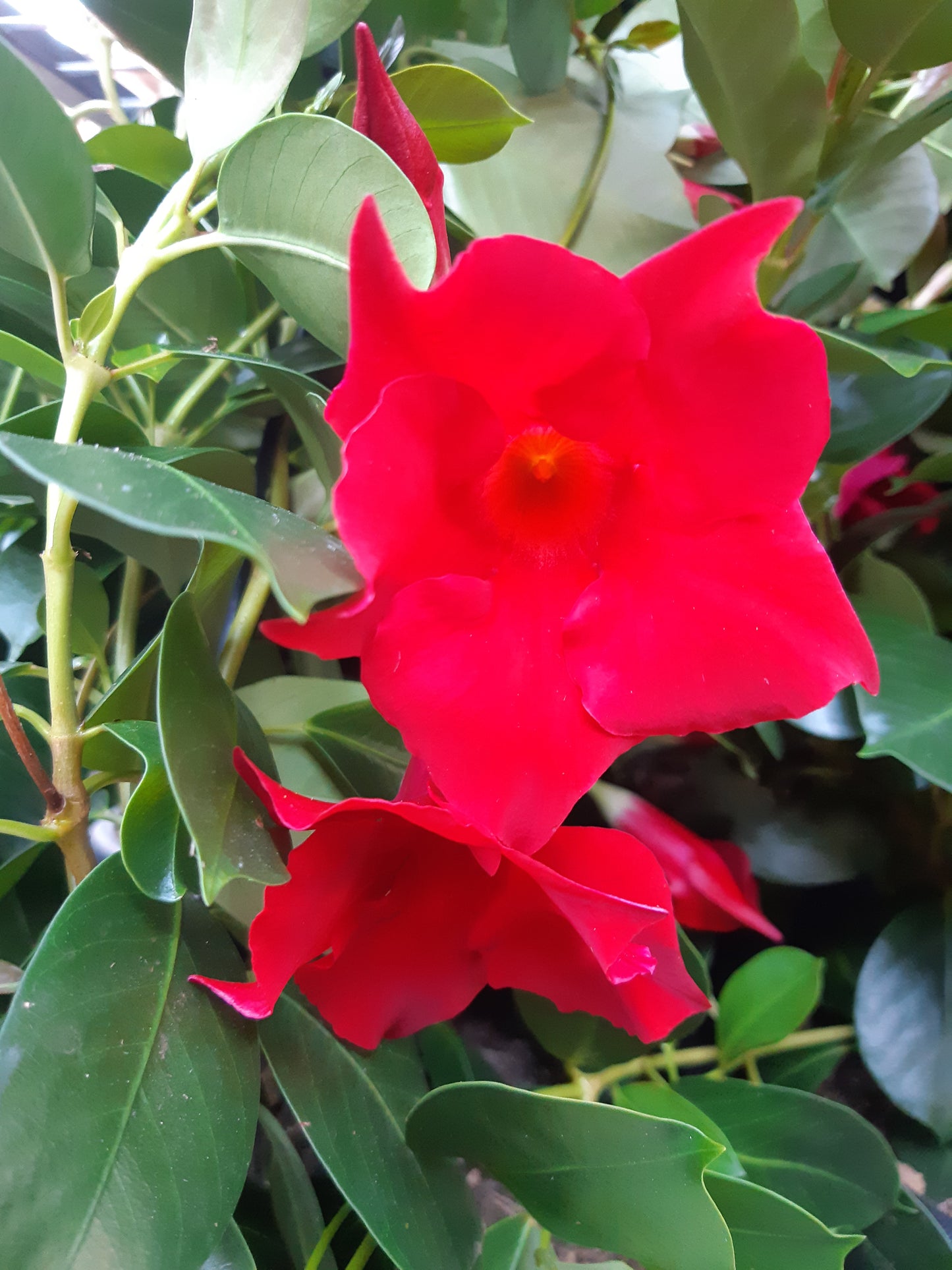 7" Mandevillia on Trellis