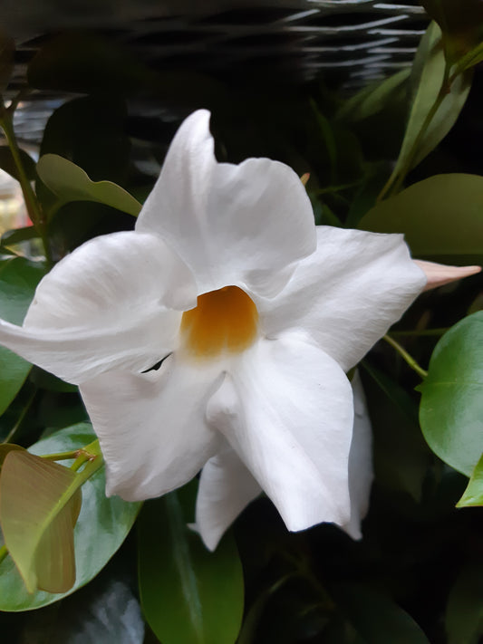 7" Mandevillia on Trellis