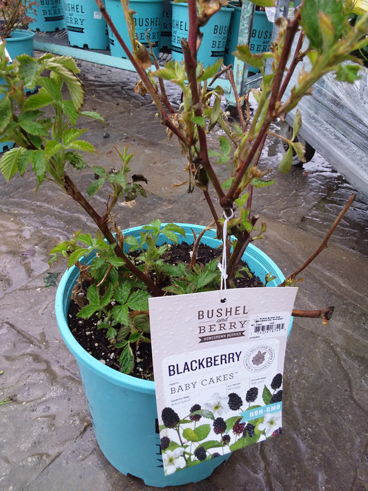 3 Gal Bushel and Berry Baby Cakes BlackBerry Bush