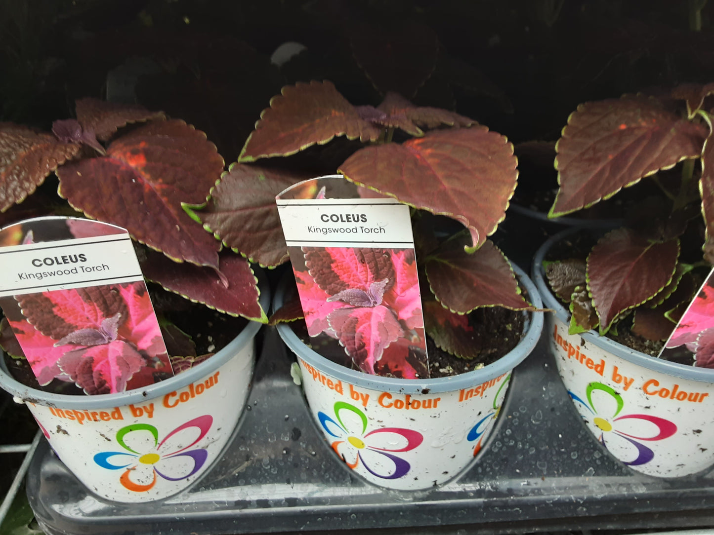 4" Coleus