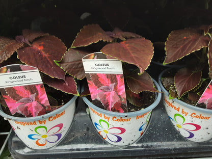 4" Coleus