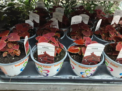 4" Coleus