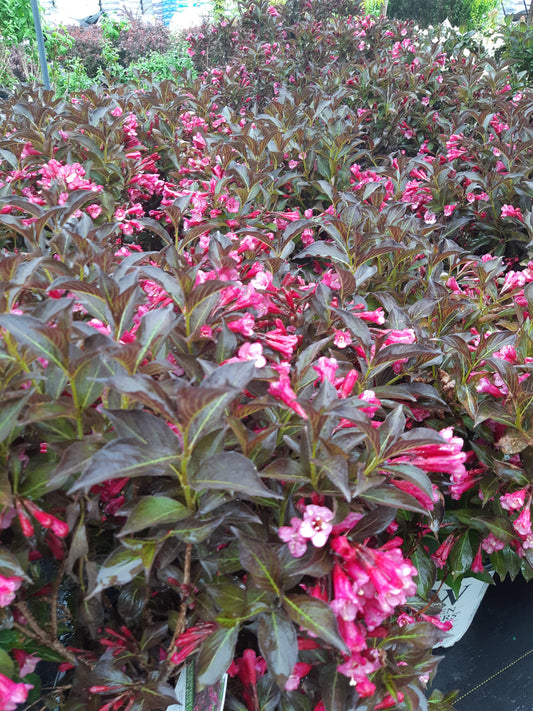 Wine and Roses Weigela