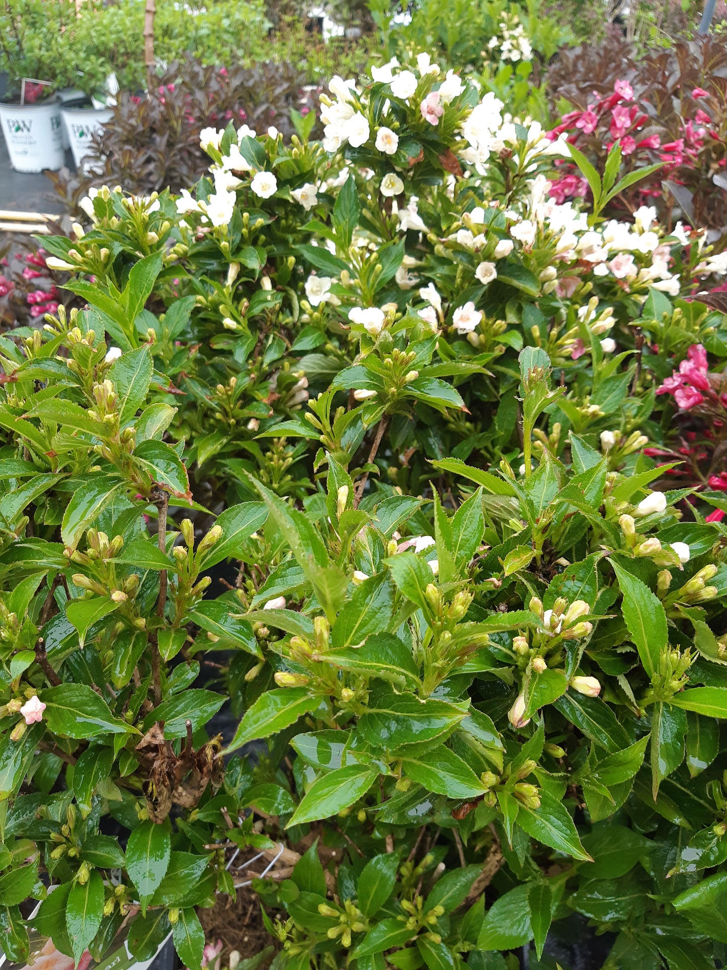 Happy Face  White Potentilla