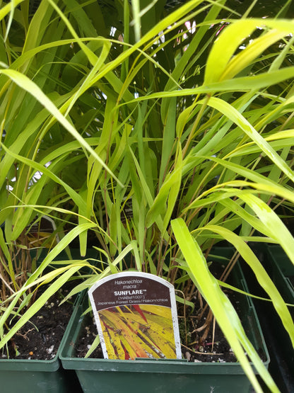 1 Gal Japanese Forest Grass (Hakonechloa)