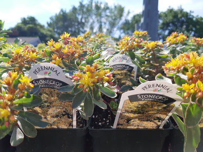 4" Sedum (Stonecrop)