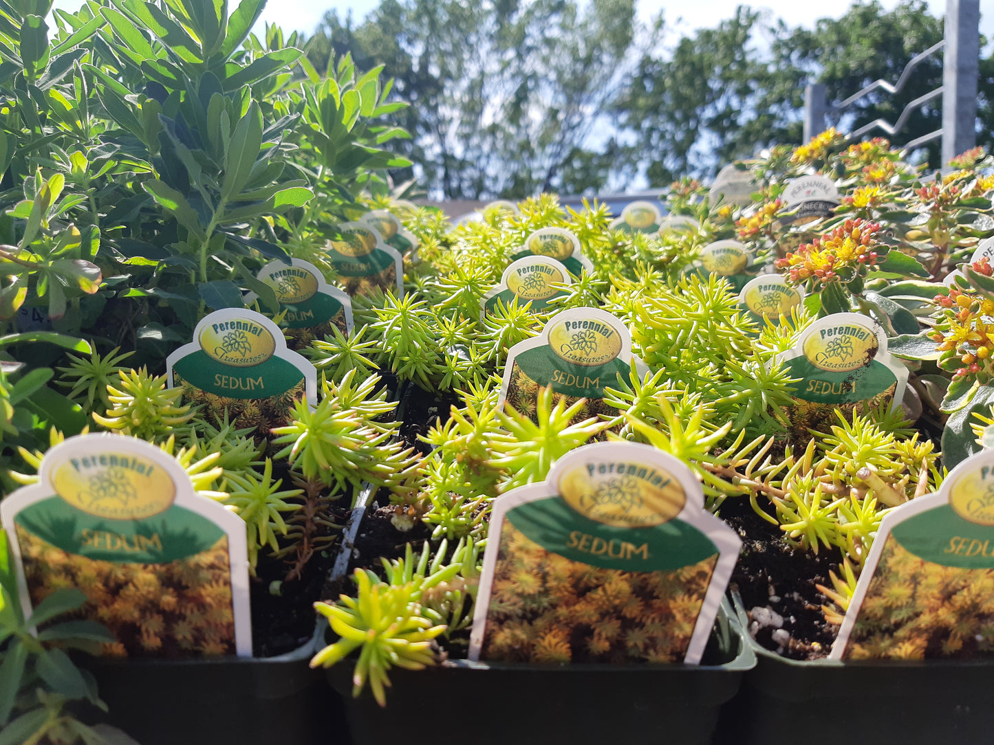 4" Sedum (Stonecrop)