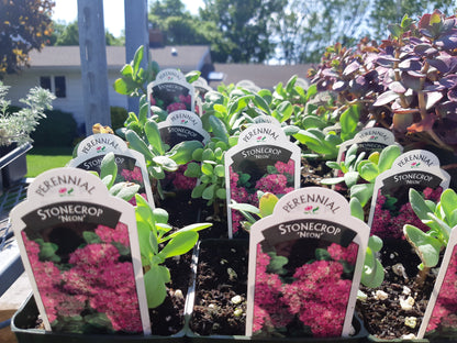 4" Sedum (Stonecrop)