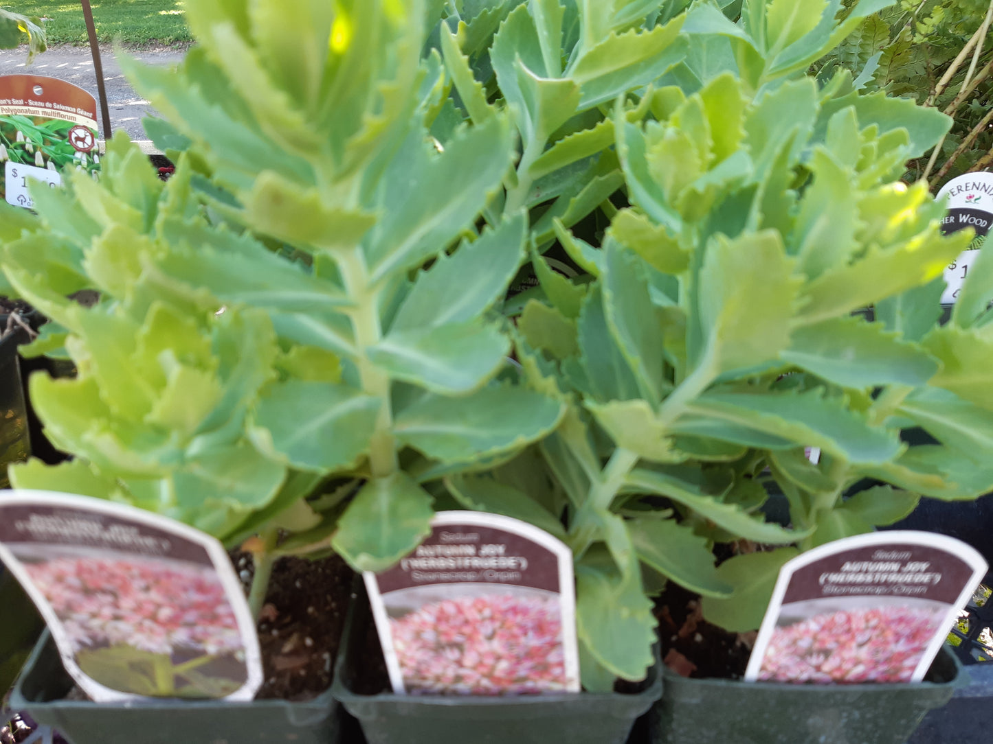 4" Sedum (Stonecrop)