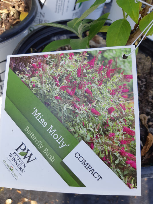 2 Gal Miss Molly Butterfly Bush