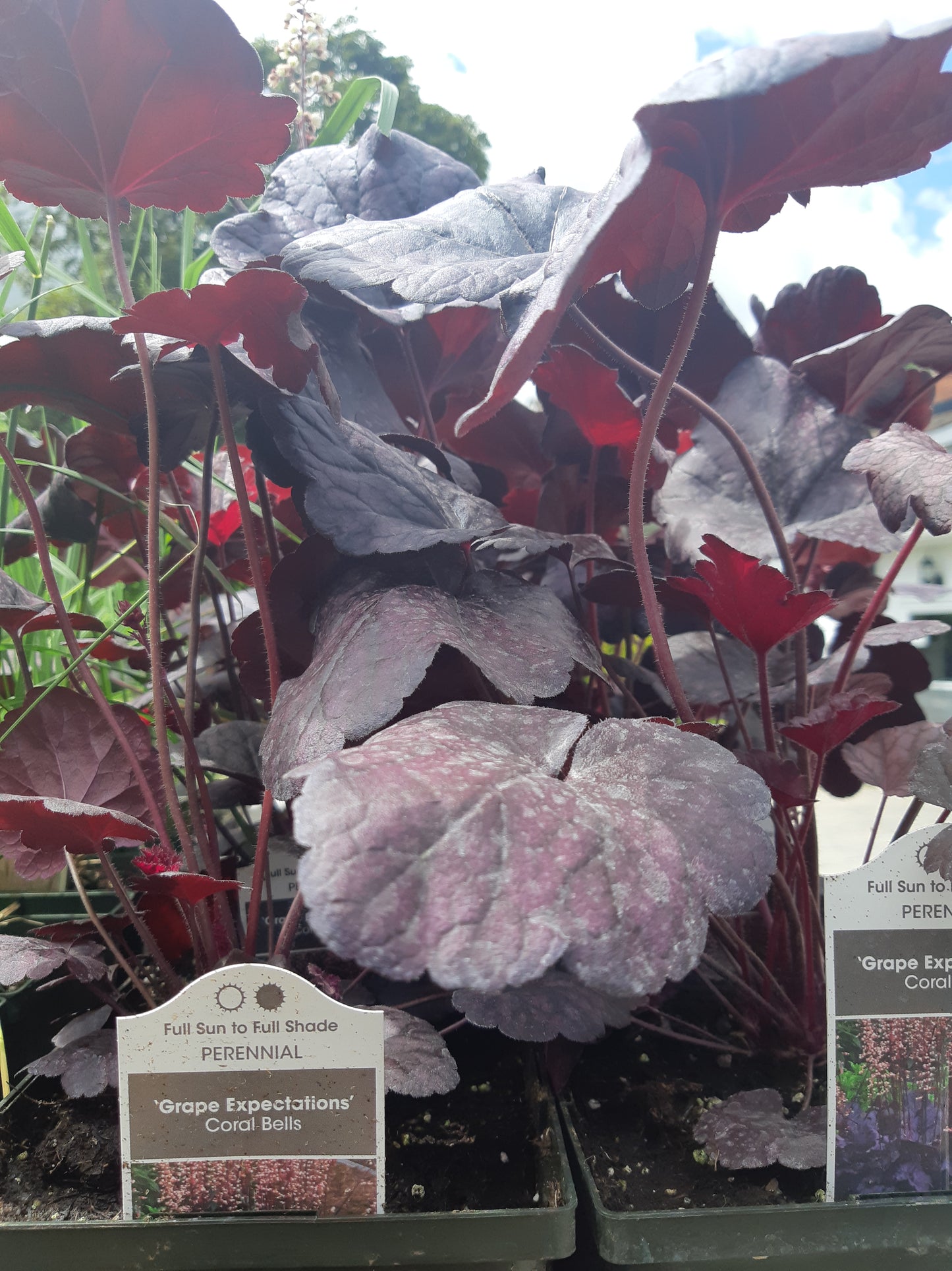 1 Gal Heuchera (Coral Bells)